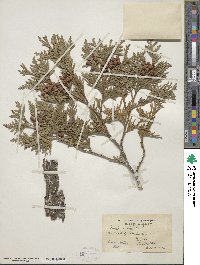 Thuja occidentalis image