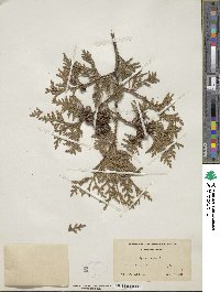 Thuja occidentalis image