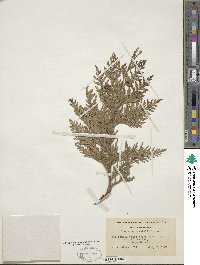 Thuja occidentalis image