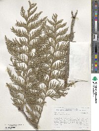 Thuja plicata image