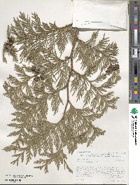 Thuja plicata image