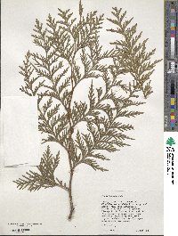 Thuja plicata image