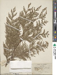 Thuja plicata image