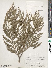 Thuja plicata image