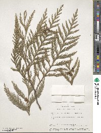 Thuja plicata image