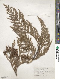 Thuja plicata image