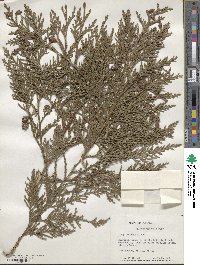 Thuja plicata image