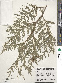 Thuja plicata image