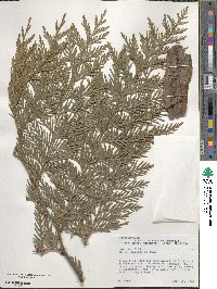 Thuja plicata image