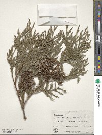 Thuja plicata image