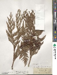 Thuja plicata image