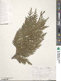 Thuja plicata image