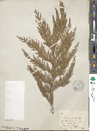 Thuja plicata image