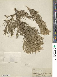 Thuja plicata image