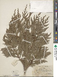 Thuja plicata image