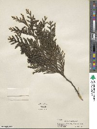 Thuja plicata image