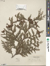 Thuja plicata image