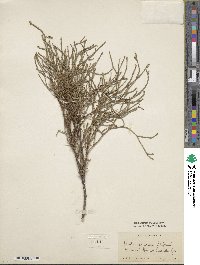 Thuja standishii image