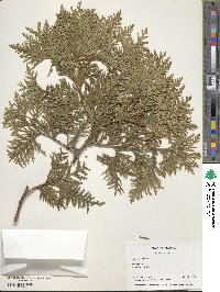 Thuja occidentalis image