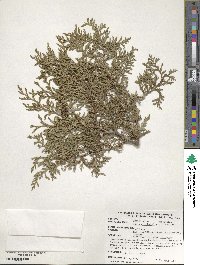 Thuja occidentalis image