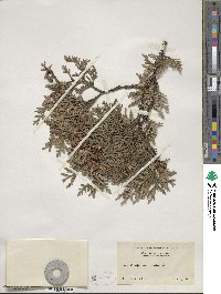 Thuja occidentalis image