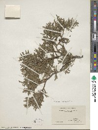 Thuja occidentalis image