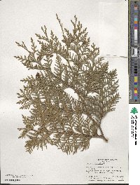 Thuja occidentalis image