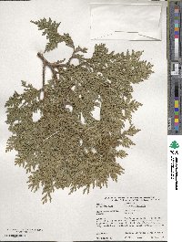 Thuja occidentalis image