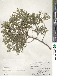 Thuja occidentalis image