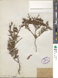 Thuja occidentalis image