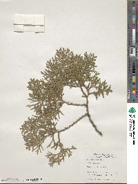 Thuja occidentalis image