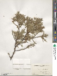 Thuja occidentalis image