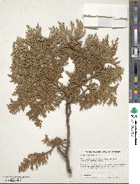 Thuja occidentalis image