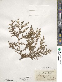 Thuja occidentalis image