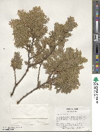 Thuja occidentalis image