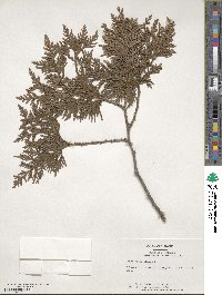 Thuja occidentalis image