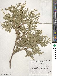 Thuja occidentalis image