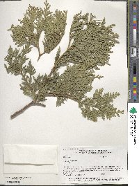 Thuja occidentalis image