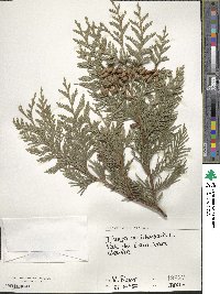 Thuja occidentalis image