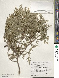 Thuja occidentalis image