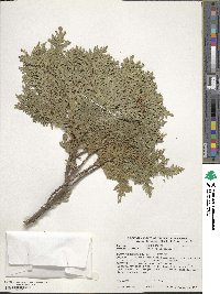 Thuja occidentalis image