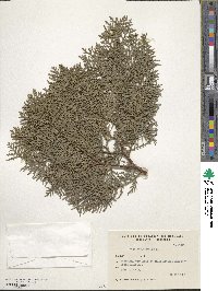 Thuja occidentalis image