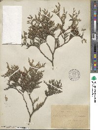 Thuja occidentalis image