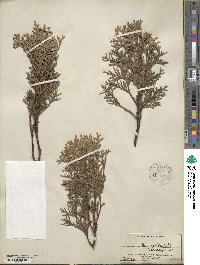 Thuja occidentalis image