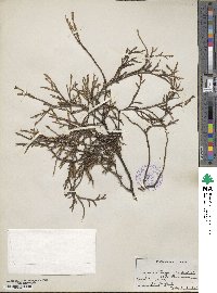 Thuja occidentalis image