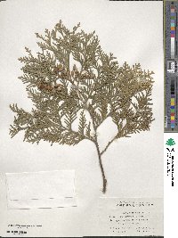 Thuja occidentalis image