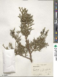 Thuja occidentalis image