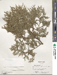 Thuja occidentalis image