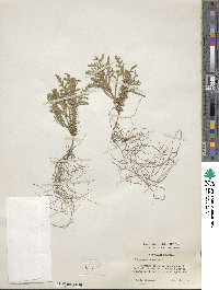 Thuja occidentalis image