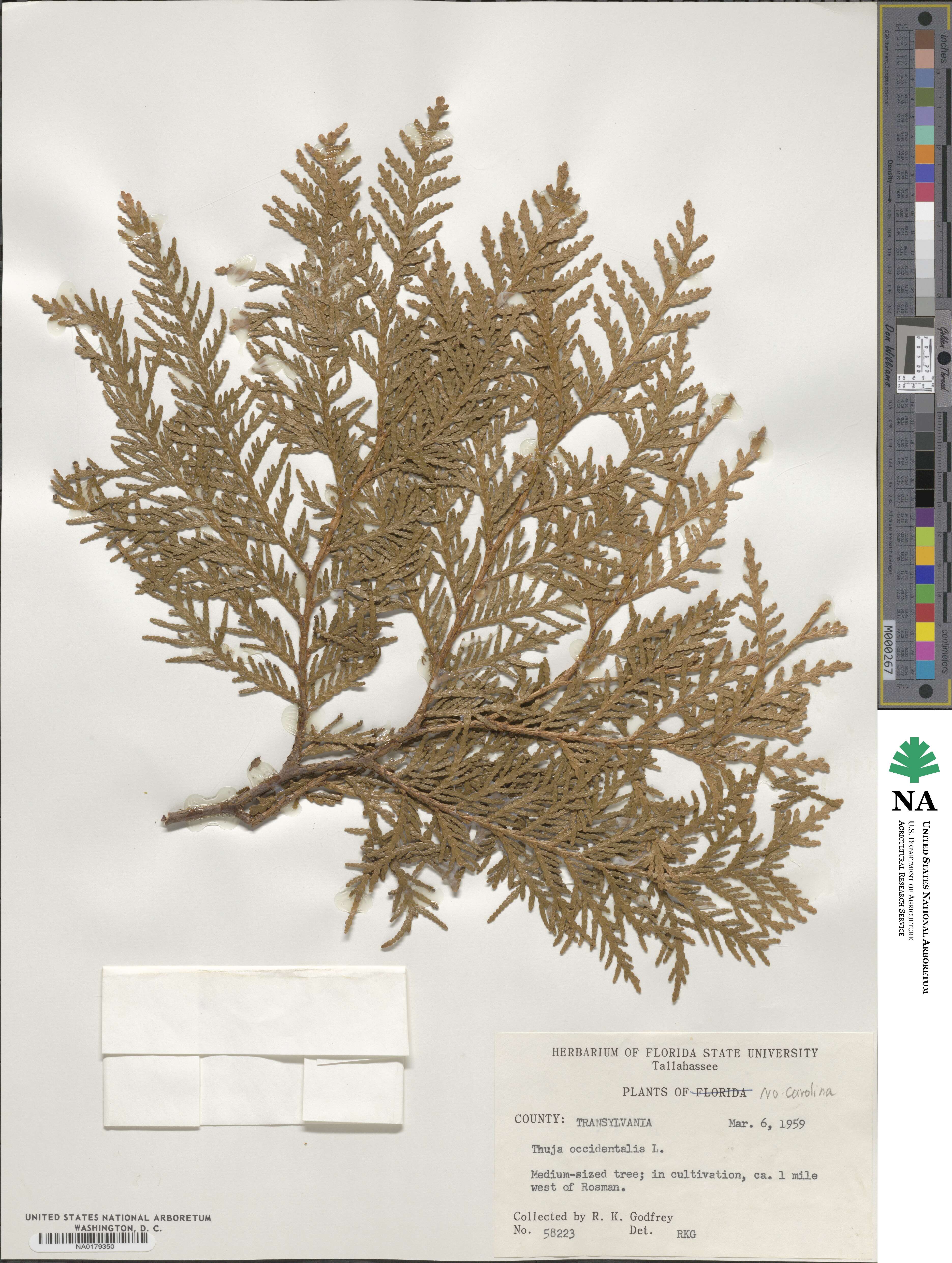 Thuja occidentalis image